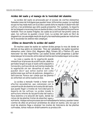 SALUD DE SUELOS



    Acidez del suelo y el manejo de la toxicidad del aluminio
        La acidez del suelo es provocada por el exceso de ciertos elementos
    llamados iones de hidrógeno que pueden tener diferentes causas. La realidad
    es que no hay nada malo con la acidez cuando ésta no impide el desarrollo del
    cultivo y los problemas que éste pueda presentar. Por ejemplo, la mayoría
    de los bosques crecen muy bien en suelos ácidos y ciertas plantas los prefieren
    también. Pero en suelos frágiles, los cuales se acidifican tan pronto como se
    usan, los cultivos no pueden crecer bien. La acidez del suelo es fácil de
    diagnosticar con una simple medición de pH y los resultados pueden ser indicativos
    de la necesidad de análisis más complejos.

     ¿Cómo se desarrolla la acidez del suelo?
        En muchos casos los suelos se vuelven ácidos porque la roca de donde se
    derivan es muy pobre en minerales. Para ser saludables, los suelos necesitan
    elementos como: Calcio (Ca), Magnesio (Mg), Potasio (K) y Fósforo (P), para
    mencionar los más importantes. Los suelos ácidos están propensos a perder
    minerales por la lixiviación; entre más nutrientes son lixiviados mayor es la acidez.
        La rosa y quema de la vegetación puede
    intensificar el proceso de acidificación, dado los
    períodos largos en que el suelo está expuesto a
    lixiviación y extracción de nutrientes mediante
    la vegetación sin ser devueltos al suelo. Se
    pueden decir que estos suelos son como
    poblaciones que sufren de pobreza, desgaste y
    deficiencias. Parece ser común que las plantas
    se enfermen en estos suelos ácidos.
        La acidez a menudo tiende a tener serios
    efectos secundarios, que comienzan con la
    concentración de aluminio en la solución del suelo,
    que puede llegar a niveles de toxicidad para la
    mayoría de los cultivos. La acidez invade la
    estructura interna de las partículas del suelo y
    lleva aluminio a la solución del suelo, donde las
    raíces de las plantas tratan de absorber agua y
    nutriente. Aunque estos procesos son extremadamente lentos y pueden tomar
    cientos de años en provocar problemas de salud en suelos, una vez que el
    nivel de aluminio llega a alcanzar los niveles de tolerancia de las plantas
    cultivadas, éstas reducen drásticamente su producción.

    62
 