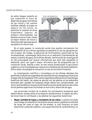 SALUD DE SUELOS



    de estos hongos consiste en
    que aumentan el área de
    absorción de agua y nutrientes
    de las raíces y los vuelven
    solubles; además, al ocupar un
    espacio en las raíces, no
    permiten la invasión de otros
    organismos capaces de
    producir enfermedades. Las
    plantas con micorrizas, tienen
    un mayor número de raíces y
    éstas son más vigorosas que en
    una planta sin micorrizas.
        En el siglo pasado, la revolución verde hizo posible incrementar los
    rendimientos de los cultivos agronómicos mediante el uso de agroquímicos.
    Con el pasar del tiempo, la aplicación de fertilizantes y pesticidas se fue
    incrementando, ocasionando deterioros en el ambiente (contaminación de
    suelos y fuentes de agua). En la última década, instituciones de investigación
    se han preocupado por buscar alternativas que sean más amigables al
    ambiente, pero con igual o mayor eficiencia que las propuestas por la
    revolución verde. Debido a esto, se han venido promoviendo la agricultura
    orgánica y otras tecnologías que reducen la contaminación del medio ambiente.
    Entre estas tecnologías se encuentra el uso de los biofertilizantes.
        La investigación científica y tecnológica en las últimas décadas han
    permitido el estudio de organismos del suelo (bacterias u hongos) que favorecen
    al desarrollo de las plantas. Entre estos organismos están las micorrizas (hongos
    benéficos del suelo), las cuales se asocian con las plantas en los ambientes
    naturales (por ejemplo los bosques) donde ambos han coevolucionado. Las
    micorrizas establecen una asociación benéfica mutua (simbiosis) con las raíces
    de las plantas superiores facilitando su nutrición y absorción de agua.
        Las micorrizas reciben de la planta los nutrimentos necesarios para
    desarrollarse, siendo estos en su mayoría carbohidratos. A cambio de esto,
    las micorrizas le retribuyen a las plantas los siguientes beneficios:
    1    Mayor cantidad de hojas y crecimiento de las raíces. La planta inoculada
         con el hongo incrementa el crecimiento de sus raíces y aumenta la cantidad
         de hojas así como el vigor de las mismas, lo cual favorece un buen
         desarrollo y salud de la planta. Los requerimientos de carbohidratos, en

    76
 