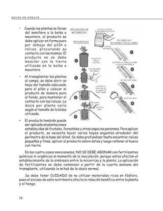 SALUD DE SUELOS



    •    Cuando las plantas se llevan
         del semillero a la bolsa o
         macetero, el producto se
         debe aplicar en forma pura
         por debajo del pilón o
         raíces, procurando su
         contacto con las mismas. El
         producto no se debe
         mezclar con la tierra
         utilizada en la bolsa o
         macetero.
    •    Al transplantar las plantas
         al campo, se debe abrir un
         hoyo del tamaño adecuado
         para el pilón y colocar el
         producto de manera pura
         al fondo, para mantener el
         contacto con las raíces. La
         dosis por planta varía
         según el tamaño de la bolsa
         utilizada.
    •    El producto también puede
         ser aplicado en plantaciones
         establecidas de frutales, forestales y otras especies perennes. Para aplicar
         el producto, se necesita hacer varios hoyos angostos alrededor del
         perímetro de la base del árbol. Se debe profundizar hasta encontrar raíces
         pequeñas y finas, aplicar el producto sobre éstas y luego rellenar el hueco
         con tierra.
       En los cuatro casos mencionados, NO SE DEBE ABONAR con fertilizantes
    químicos ni orgánicos al momento de la inoculación, porque estos afectan el
    establecimiento de la simbiosis entre la micorriza y la planta. La aplicación
    de fertilizantes se debe comenzar a partir de la cuarta semana del
    transplante, utilizando la mitad de la dosis normal.
        Se debe tener CUIDADO de no utilizar materiales ricos en fósforo,
    pues el exceso de este nutrimento afecta la relación benéfica entre la planta
    y el hongo.



    78
 