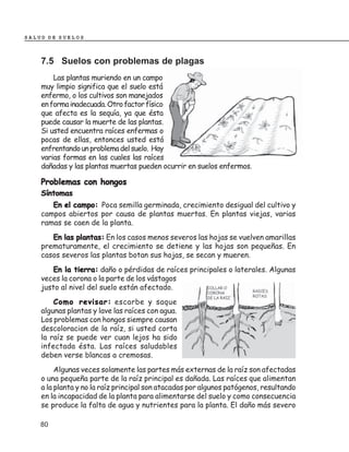SALUD DE SUELOS



    7.5 Suelos con problemas de plagas
        Las plantas muriendo en un campo
    muy limpio significa que el suelo está
    enfermo, o los cultivos son manejados
    en forma inadecuada. Otro factor físico
    que afecta es la sequía, ya que ésta
    puede causar la muerte de las plantas.
    Si usted encuentra raíces enfermas o
    pocas de ellas, entonces usted está
    enfrentando un problema del suelo. Hay
    varias formas en las cuales las raíces
    dañadas y las plantas muertas pueden ocurrir en suelos enfermos.

    Problemas con hongos
    Síntomas
       En el campo: Poca semilla germinada, crecimiento desigual del cultivo y
    campos abiertos por causa de plantas muertas. En plantas viejas, varias
    ramas se caen de la planta.
       En las plantas: En los casos menos severos las hojas se vuelven amarillas
    prematuramente, el crecimiento se detiene y las hojas son pequeñas. En
    casos severos las plantas botan sus hojas, se secan y mueren.
        En la tierra: daño o pérdidas de raíces principales o laterales. Algunas
    veces la corona o la parte de los vástagos
    justo al nivel del suelo están afectado.
        Como revisar: escarbe y saque
    algunas plantas y lave las raíces con agua.
    Los problemas con hongos siempre causan
    descoloracion de la raíz, si usted corta
    la raíz se puede ver cuan lejos ha sido
    infectada ésta. Las raíces saludables
    deben verse blancas a cremosas.
         Algunas veces solamente las partes más externas de la raíz son afectadas
    o una pequeña parte de la raíz principal es dañada. Las raíces que alimentan
    a la planta y no la raíz principal son atacadas por algunos patógenos, resultando
    en la incapacidad de la planta para alimentarse del suelo y como consecuencia
    se produce la falta de agua y nutrientes para la planta. El daño más severo

    80
 