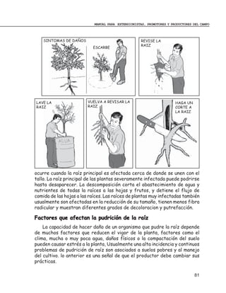 MANUAL PARA EXTENSIONISTAS, PROMOTORES Y PRODUCTORES DEL CAMPO



    SINTOMAS DE DAÑOS                                REVISE LA
                                                     RAIZ
                           ESCARBE




LAVE LA                  VUELVA A REVISAR LA                           HAGA UN
RAIZ                     RAIZ                                          CORTE A
                                                                       LA RAIZ




ocurre cuando la raíz principal es afectada cerca de donde se unen con el
tallo. La raíz principal de las plantas severamente infectada puede podrirse
hasta desaparecer. La descomposición corta el abastecimiento de agua y
nutrientes de todas la raíces a las hojas y frutos, y detiene el flujo de
comida de las hojas a las raíces. Las raíces de plantas muy infectadas también
usualmente son afectadas en la reducción de su tamaño, tienen menos fibra
radicular y muestran diferentes grados de decoloracion y putrefacción.

Factores que afectan la pudrición de la raíz
    La capacidad de hacer daño de un organismo que pudre la raíz depende
de muchos factores que reducen el vigor de la planta, factores como el
clima, mucha o muy poca agua, daños físicos o la compactación del suelo
pueden causar estrés a la planta, Usualmente una alta incidencia y continuos
problemas de pudrición de raíz son asociados a suelos pobres y al manejo
del cultivo. lo anterior es una señal de que el productor debe cambiar sus
prácticas.

                                                                                 81
 