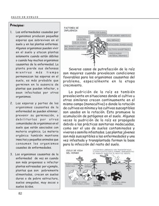 SALUD DE SUELOS


Principios:
1.   Las enfermedades causadas por
     organismos producen pequeñas
     esporas que sobreviven en el
     suelo y en las plantas enfermas.
     Algunos organismos pueden vivir
     en el suelo y atacan plantas
     solamente cuando están débiles
     o cuando hay muchos organismos
     causantes de la enfermedad. La
     planta pierde sus defensas            Severos casos de putrefacción de la raíz
     mientras        más     tiempo     son mayores cuando prevalecen condiciones
     permanezcan las esporas en el      favorables para los organismos causantes del
     suelo, es más probable que         problema, especialmente en la etapa
     germinen en la ausencia de         crecimiento.
     plantas que puedan infectar, o
     sean infectadas por otros              La pudrición de la raíz es también
     organismos.                        prevaleciente en situaciones donde el cultivo u
                                        otros similares crecen continuamente en el
2.   Las esporas y partes de los        mismo campo (monocultivo) o donde la rotación
     organismos causantes de la         de cultivos es mínima y los cultivos susceptibles
     enfermedad se pueden eliminar,     son usados en la rotación. Esto promueve la
     prevenir su germinación, o         acumulación de patógenos en el suelo. Algunas
     debilitarlas por otras             veces la pudrición de la raíz es propagada
     comunidades de organismos en el    debido a las prácticas sanitarias inadecuadas,
     suelo que están asociados con      como ser el uso de suelos contaminados y
     materia orgánica. La materia       viveros o semilla infestados. Las plantas jóvenes
     orgánica también mantiene          son más susceptibles a las enfermedades y una
     insectos y pequeños animales que   vez infestada y transplantada forman la base
     consumen los organismos            para la infección del resto del suelo.
     causales de enfermedades.

3. Los organismos causantes de la
   enfermedad de vez en cuando
   son más propensos a infectar
   plantas estresadas: por ejemplo,
   plantas que son pobremente
   alimentadas, crecen en suelos
   duros o de pobre estructura,
   suelos anegados, muy secos o
   suelos ácidos.

       82
 
