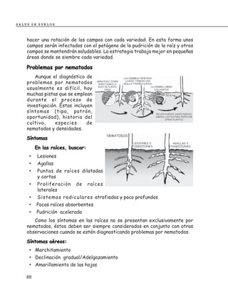SALUD DE SUELOS



    hacer una rotación de los campos con cada variedad. En esta forma unos
    campos serán infectados con el patógeno de la pudrición de la raíz y otros
    campos se mantendrán saludables. La estrategia trabaja mejor en pequeñas
    áreas donde se siembre cada variedad.

    Problemas por nematodos
        Aunque el diagnóstico de
    problemas por nematodos
    usualmente es difícil, hay
    muchas pistas que se emplean
    durante el proceso de
    investigación. Éstas incluyen
    síntomas (tipo, patrón,
    oportunidad), historia del
    cultivo,     especies      de
    nematodos y densidades.
    Síntomas
         En las raíces, buscar:
     •    Lesiones
     •    Agallas
     •    Puntas de raíces dilatadas
          y cortas
     •    Proliferación   de      raíces
          laterales
     •    Sistemas radiculares atrofiados y poco profundos
     •   Pocas raíces absorbentes
     •   Pudrición acelerada
       Como los síntomas en las raíces no se presentan exclusivamente por
    nematodos, éstos deben ser siempre considerados en conjunto con otras
    observaciones cuando se estén diagnosticando problemas por nematodos.
    Síntomas aéreos:
     • Marchitamiento
     • Declinación gradual/Adelgazamiento
     • Amarillamiento de las hojas

    88
 