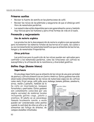 SALUD DE SUELOS



    Primeros auxilios
    • Revisar la fuente de semilla en las plantaciones de café.
    • Revisar las raíces de las plántulas y asegurarse de que el almácigo esté
         libre de nematodos parásitos.
    •    Los nematicidas están disponibles pero son generalmente caros y también
         muy tóxicos para los humanos y para otras formas de vida en el suelo.
    Prevención y mejoramiento
         Uso de materia orgánica
        Los productos de la descomposición de materia orgánica son apropiados
    para incrementar los números totales de bacterias en el suelo, las cuales a
    su vez incrementarán los nematodos benéficos que se alimentan de bacterias,
    hongos y de nematodos fitoparásitos.
         Otras prácticas
       Las prácticas para la pudrición de las raíces pueden ser aplicadas para
    controlar a los nematodos parásitos, como las rotaciones con cultivos no
    susceptibles y la utilización de la resistencia y diversidad genética.

    Gallina Ciega (Gusano blanco)
         Importancia
        Es una plaga importante que se alimenta de las raíces de una gran variedad
    de pastos y cultivos alimenticios en Centro América. Estos gusanos han sido
    observados alimentándose de las raíces de numerosas especies de cultivos
    como: maíz, frijol, sorgo, café, piña, yuca, malanga, banano, plátano, zanahoria,
    arroz, melón y pataste, también se le
    ha visto en invernaderos, bosques
    forestales y pastizales. Estos gusanos
    son comúnmente conocidos por una
    amplia variedad de nombres locales
    incluyendo gallina ciega, joboto y
    orontoco. El adulto es un escarabajo
    llamado localmente ronrón, a veces
    pueden ser considerados como pestes
    cuando la cantidad de ellos es alta y se
    alimentan del follaje de árboles, de
    campos aledaños infestados.

    92
 
