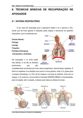 MGV - MANUAL DO GUARDA-VIDAS
8. TÉCNICAS BÁSICAS DE RECUPERAÇÃO DE
AFOGADOS
8.1 SISTEMA RESPIRATÓRIO
É por meio da respiração que o organismo obtém o O2 e elimina o CO2,
sendo que tal troca gasosa é realizada pelos órgãos e estruturas do aparelho
respiratório, que é constituído por:
Fossas Nasais;
Faringe;
Laringe
Traquéia;
Pulmões (brônquios,
bronquíolos e alvéolos).
Na inspiração, o ar entra pelas
vias aéreas, e vai até os alvéolos
pulmonares, que são
completamente envolvidos por finos vasos sangüíneos, denominados capilares. É
entre os capilares e os alvéolos que ocorre a troca gasosa, onde o O2 passa para
o sangue (hematose), e o CO2 sai do sangue e vai para os alvéolos. Uma vez no
sangue, o O2 junta-se a uma proteína chamada HEMOGLOBINA e é transportado,
pela circulação, até o coração, e depois para todas as células do corpo.
COLETÂNEA DE MANUAIS TÉCNICOS DE BOMBEIROS
131
 