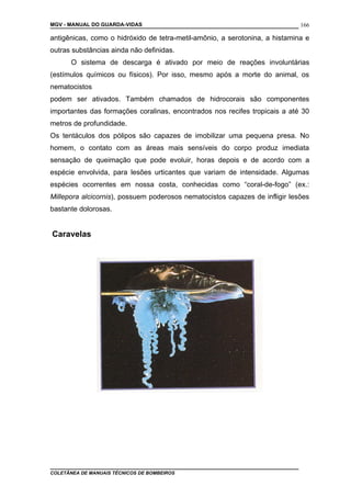 MGV - MANUAL DO GUARDA-VIDAS
antigênicas, como o hidróxido de tetra-metil-amônio, a serotonina, a histamina e
outras substâncias ainda não definidas.
O sistema de descarga é ativado por meio de reações involuntárias
(estímulos químicos ou físicos). Por isso, mesmo após a morte do animal, os
nematocistos
podem ser ativados. Também chamados de hidrocorais são componentes
importantes das formações coralinas, encontrados nos recifes tropicais a até 30
metros de profundidade.
Os tentáculos dos pólipos são capazes de imobilizar uma pequena presa. No
homem, o contato com as áreas mais sensíveis do corpo produz imediata
sensação de queimação que pode evoluir, horas depois e de acordo com a
espécie envolvida, para lesões urticantes que variam de intensidade. Algumas
espécies ocorrentes em nossa costa, conhecidas como “coral-de-fogo” (ex.:
Millepora alcicornis), possuem poderosos nematocistos capazes de infligir lesões
bastante dolorosas.
Caravelas
COLETÂNEA DE MANUAIS TÉCNICOS DE BOMBEIROS
166
 