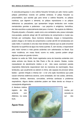 MGV - MANUAL DO GUARDA-VIDAS
A caravela-portuguesa é uma colônia flutuante formada por pelo menos quatro
pólipos polimórficos vivendo em perfeita simbiose. O pólipo flutuador ou
pneumatóforo, que secreta gás para tornar a colônia flutuante, os pólipos
nutritivos, que digerem o alimento, os pólipos reprodutores e os pólipos
defensivos ou pescadores, que apresentam longos tentáculos com muitos
nematocistos grandes e poderosos - sua peçonha é antigênica, hemolítica,
dermato-necrótica e potencialmente letal para o homem. Na espécie do Atlântico,
Physalia physalis, o flutuador, usado como uma verdadeira vela, possui coloração
roxo-azulada, podendo atingir até 30 centímetros de comprimento e mudar seu
formato por contrações. Seus inúmeros tentáculos, longos e transparentes,
podem chegar a 32 metros de comprimento e conter até 80 mil nematocistos em
cada metro. A caravela é uma das mais temidas criaturas que se pode encontrar
flutuando na superfície da água nos mares quentes. É, sem dúvida, a responsável
pelo maior número e mais graves acidentes com celenterados no Brasil. Sua
maior incidência, em nosso litoral, ocorre no verão, quando podem atingir
algumas praias em grande número.
Apenas no verão de 1994, foram registrados cerca de trezentos acidentes com
estes animais nos litorais de São Paulo e Rio de Janeiro. Destes, muitos
necessitaram de atendimento médico e em dois casos ocorreram parada
respiratória (felizmente responderam bem às manobras de reanimação). Seus
tentáculos, que usualmente se aderem à vítima, são capazes de provocar sérias
lesões - grande irritação e intensa dor - e ter uma ação neurotóxica que pode
causar sintomas sistêmicos severos, como ansiedade, dor nas costas, câimbras,
náuseas, vômitos, desmaios, convulsões, arritmias cardíacas e problemas
respiratórios. Alguns destes acidentes podem ser fatais devido ao choque e
conseqüente afogamento.
A literatura médica tem
registro de três mortes por
acidente com caravela no
Atlântico, na costa sul dos
EUA.
Águas Vivas
COLETÂNEA DE MANUAIS TÉCNICOS DE BOMBEIROS
167
 