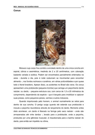 MGV - MANUAL DO GUARDA-VIDAS
Conus
Molusco cujo corpo fica contido e enrolado dentro de uma única concha em
espiral, cônica e assimétrica, medindo de 2 a 20 centímetros, com coloração
bastante variada e exótica. Podem ser encontrados parcialmente enterrados na
areia - durante o dia, pois à noite costumam se movimentar para encontrar
alimento -, nos fundos rochosos e coralinos, em várias profundidades e por quase
todo o litoral brasileiro. Apesar disso, os acidentes no Brasil são raros. Os conus
apresentam uma probóscide (pequena tromba) que carrega um peçonhento dente
radular, ou dardo, - pequena estrutura oca, com cerca de 1,5 a 20 milímetros de
comprimento, dependendo da espécie - que é lançado para imobilizar e capturar
suas presas, como pequenos peixes, vermes e outros moluscos.
Quando importunado pelo homem, o animal normalmente se retrai para
dentro de sua concha. O perigo surge quando ele estende sua probóscide e
inocula a peçonha neurotóxica através do lançamento do dardo. Momento antes
disto acontecer, um dardo é liberado na faringe pelo saco radular - onde são
armazenados até vinte dardos -, levado para a probóscide, onde a peçonha,
produzida por uma glândula muscular, é impulsionada para a bainha radular do
dardo, para então ser impelido na vítima.
COLETÂNEA DE MANUAIS TÉCNICOS DE BOMBEIROS
178
 
