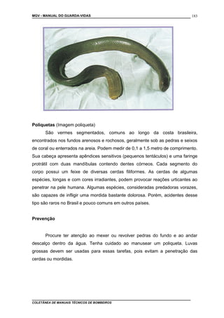 MGV - MANUAL DO GUARDA-VIDAS
Poliquetas (Imagem poliqueta)
São vermes segmentados, comuns ao longo da costa brasileira,
encontrados nos fundos arenosos e rochosos, geralmente sob as pedras e seixos
de coral ou enterrados na areia. Podem medir de 0,1 a 1,5 metro de comprimento.
Sua cabeça apresenta apêndices sensitivos (pequenos tentáculos) e uma faringe
protrátil com duas mandíbulas contendo dentes córneos. Cada segmento do
corpo possui um feixe de diversas cerdas filiformes. As cerdas de algumas
espécies, longas e com cores irradiantes, podem provocar reações urticantes ao
penetrar na pele humana. Algumas espécies, consideradas predadoras vorazes,
são capazes de infligir uma mordida bastante dolorosa. Porém, acidentes desse
tipo são raros no Brasil e pouco comuns em outros países.
Prevenção
Procure ter atenção ao mexer ou revolver pedras do fundo e ao andar
descalço dentro da água. Tenha cuidado ao manusear um poliqueta. Luvas
grossas devem ser usadas para essas tarefas, pois evitam a penetração das
cerdas ou mordidas.
COLETÂNEA DE MANUAIS TÉCNICOS DE BOMBEIROS
183
 