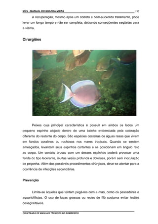 MGV - MANUAL DO GUARDA-VIDAS
A recuperação, mesmo após um correto e bem-sucedido tratamento, pode
levar um longo tempo e não ser completa, deixando conseqüentes seqüelas para
a vítima.
Cirurgiões
Peixes cuja principal característica é possuir em ambos os lados um
pequeno espinho alojado dentro de uma bainha evidenciada pela coloração
diferente do restante do corpo. São espécies costeiras de águas rasas que vivem
em fundos coralinos ou rochosos nos mares tropicais. Quando se sentem
ameaçados, levantam seus espinhos cortantes e os posicionam em ângulo reto
ao corpo. Um contato brusco com um desses espinhos poderá provocar uma
ferida do tipo lacerante, muitas vezes profunda e dolorosa, porém sem inoculação
de peçonha. Além dos possíveis procedimentos cirúrgicos, deve-se atentar para a
ocorrência de infecções secundárias.
Prevenção
Limita-se àqueles que tentam pegá-los com a mão, como os pescadores e
aquariofilistas. O uso de luvas grossas ou redes de filó costuma evitar lesões
desagradáveis.
COLETÂNEA DE MANUAIS TÉCNICOS DE BOMBEIROS
192
 