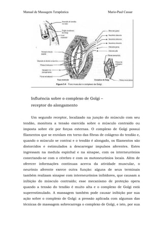 Manual de Massagem Terapêutica

Mario-Paul Cassar

Influência sobre o complexo de Golgi –
receptor do alongamento
Um segundo receptor, localizado na junção do músculo com seu
tendão, monitora a tensão exercida sobre o músculo contraído ou
imposta sobre ele por forças externas. O complexo de Golgi possui
filamentos que se enrolam em torno das fibras de colágeno do tendão e,
quando o músculo se contrai e o tendão é alongado, os filamentos são
distorcidos e estimulados a descarregar impulsos aferentes. Estes
ingressam na medula espinhal e na sinapse, com os interneurônios
conectando-se com o cérebro e com os motoneurônios locais. Além de
oferecer informações contínuas acerca da atividade muscular, o
neurônio aferente exerce outra função: alguns de seus terminais
também realizam sinapse com interneurônios inibidores, que causam a
inibição do músculo contraído; esse mecanismo de proteção opera
quando a tensão do tendão é muito alta e o complexo de Golgi está
superestimulado. A massagem também pode causar inibição por sua
ação sobre o complexo de Golgi: a pressão aplicada com algumas das
técnicas de massagem sobrecarrega o complexo de Golgi, e isto, por sua

 
