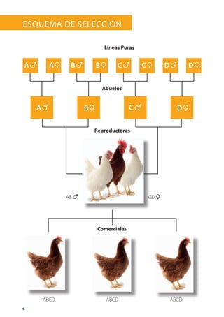5
Esquema de Selección
ABCDABCD
Reproductores
Abuelos
Líneas Puras
ABCD
Comerciales
A 6
A 6
CD 1AB 6
B 6 C 6
C 6
D 6A 1 B 1
B 1
C 1 D 1
D 1
 
