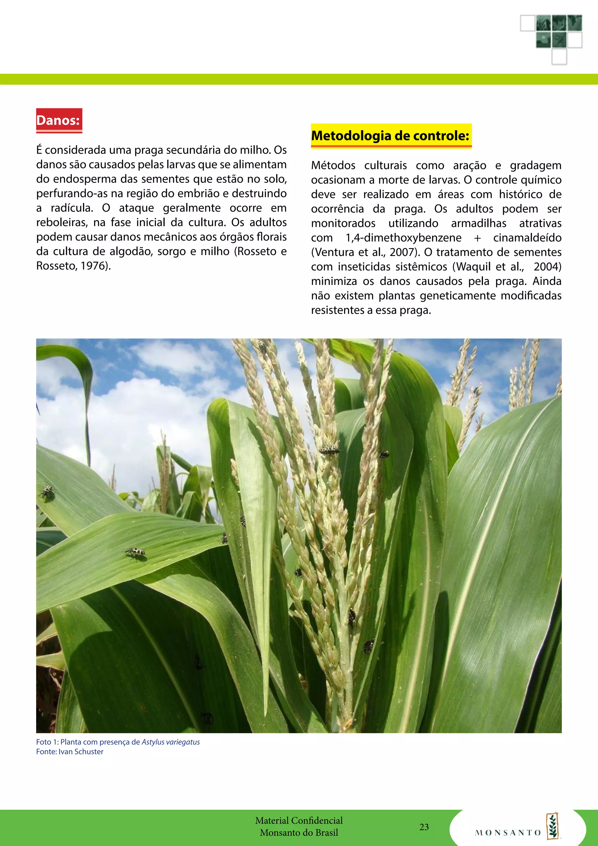 Material Confidencial
Monsanto do Brasil
23
Danos:
É considerada uma praga secundária do milho. Os
danos são causados pelas larvas que se alimentam
do endosperma das sementes que estão no solo,
perfurando-as na região do embrião e destruindo
a radícula. O ataque geralmente ocorre em
reboleiras, na fase inicial da cultura. Os adultos
podem causar danos mecânicos aos órgãos florais
da cultura de algodão, sorgo e milho (Rosseto e
Rosseto, 1976).
Metodologia de controle:
Métodos culturais como aração e gradagem
ocasionam a morte de larvas. O controle químico
deve ser realizado em áreas com histórico de
ocorrência da praga. Os adultos podem ser
monitorados utilizando armadilhas atrativas
com 1,4-dimethoxybenzene + cinamaldeído
(Ventura et al., 2007). O tratamento de sementes
com inseticidas sistêmicos (Waquil et al., 2004)
minimiza os danos causados pela praga. Ainda
não existem plantas geneticamente modificadas
resistentes a essa praga.
Foto 1: Planta com presença de Astylus variegatus
Fonte: Ivan Schuster
 