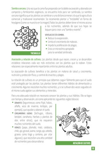 Siembra cercana. Una vez que la cama fue preparada con la doble excavación y abonada con
composta y fertilizantes orgánicos, se encuentra lista para ser sembrada, La siembra
cercana signiﬁca que las plantas se siembran a una distancia menor a la que la agricultura
comercial y tradicional recomiendan. Se recomienda plantar a “tresbolillo” en forma de
hexágono (como se muestra en la imagen) Todas las plantas deben tener el mismo acceso
a los nutrientes, además de que sus hojas se
toquen para crear una “sombra viviente”.
VENTAJAS DE ESTA SIEMBRA:

TRESBOLILLO

Reduce la evaporación.
Limita el crecimiento de malezas.
Impide la proliferación de plagas.
Crea un microclima apropiado
para la variedad sembrada.

Asociación y rotación de cultivos. Las plantas desde que nacen, crecen y se desarrollan
establece relaciones cada vez más estrechas con las plantas que la rodean. Estas
relaciones son especialmente importantes entre las plantas adultas.
La asociación de cultivos beneﬁcia a las plantas en materia de salud y crecimiento,
nutrición y protección física, y control de insectos y plagas.
La rotación de cultivos es un principio que debemos seguir ﬁelmente para que el suelo
esté protegido por las plantas. Las plantas tienen diferentes hábitos de alimentación y
crecimiento. Algunas necesitan muchos nutrientes, y si se cultivan dos veces seguidas en
el mismo suelo agotan sus elementos y minerales.
Para una adecuada rotación es necesario conocer las plantas y sus hábitos. Ello se logra
con tiempo y observación, así como aplicando las siguientes reglas básicas:
DONANTES (leguminosas como frijol, habas,
alfalfa, veza de invierno, lentejas, por
1
ejemplo), que ayudan a abonar el suelo.
CONSUMIDORAS LIGERAS (lechugas, rábano,
betabel, zanahoria, hierbas y plantas de
olor, entre otras), que no requieren
muchos nutrientes del suelo.
2
3
VORACES (papa, jitomate, maíz, calabaza,
chile, ajo, girasol, avena, sorgo, ajo, cebolla,
granos como trigo y centeno, por citar
algunas), que necesitan una alta cantidad
de nutrientes para desarrollarse.
ROTACIÓN DE CULTIVOS

9

 