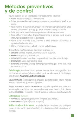 Métodos preventivos
y de control
Algunas prácticas que son sencillas para evitar plagas, son las siguientes:
Mejorar el suelo con composta y abonos verdes.
Cultivar plantas de olor o medicinales para que se acerquen los insectos benéﬁcos a la
parcela.
Hacer muestreo de la parcela o huerto para ver si hay daño y en consecuencia, aplicar
remedios preventivos o si ya hay plaga, aplicar remedios caseros para controlar.
Cortar las primeras plantas infestadas y retirarlas de la parcela o quemarlas.
Sacar del huerto los residuos de cosechas infectadas, ya que esto puede ayudar a
interrumpir los ciclos biológicos de los insectos.
Asociar y alternar cultivos, es decir, sembrar el primer año dos o tres cultivos y al
siguiente año, otros diferentes.
Utilizar métodos preventivos naturales, como el control biológico.
De acuerdo con el daño que causan los insectos se agrupan en:
CHUPADORES: Chinches, pulgones, se comen la savia de las plantas.
MINADORES: Los gusanos que comen hojas.
DEFOLIADORES: Chapulines, escarabajos, orugas de la mariposa, trips; comen las hojas.
DESCORTEZADORES: Comen la corteza de la planta.
BARRENADORES: Chicharritas, picudos; perforan partes maduras para entrar a las partes
tiernas de las plantas.

Control biológico. Consiste en utilizar organismos vivos que atacan a las plagas. (Se utilizan
insectos o microorganismos) algunos se alimentan de una sola especie de insecto plaga y
otros de varias. Virus, hongos, bacterias y nemátodos.
BACILLUS THURINGIENSIS,

(bacteria) produce compuesto que es tóxico para algunos insectos,
particularmente en la etapa de larvas o gusanos.
Hongos como BAUVERIA BASSIANA y METARRIZUM que se pueden reproducir en el suelo, en la
materia orgánica o en la composta; atacan a plagas que comen las raíces de las plantas,
nixticuil, (PHYLOFAGA SP.) en todas las etapas de su ciclo de producción: pupa, larva y adulto.

Control etológico (trampas).
TRAMPAS DE LUZ: Lepidópteros y coleopteros (Mariposas y escarabajos).
TRAMPAS AMARILLAS: Dípteros (moscas, mosquitas).
Medidas de defensa de las plantas. Las plantas tienen mecanismos para protegerse:
espinas, pelos urticantes (pican al tocarlos) y otras olores desagradables para alejar a sus
enemigos.

11

 