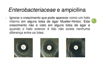 18
Enterobacteriaceae e ampicilina
• Ignorar o crescimento que pode aparecer como um halo
interno em alguns lotes de ágar Mueller-Hinton. Este
crescimento não é visto em alguns lotes de ágar e
quando o halo exterior é lido não existe nenhuma
diferença entre os lotes.
 