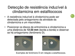 22
Detecção de resistência induzível à
clindamicina em estafilococos
• A resistência induzível à clindamicina pode ser
detectada pelo antagonismo da atividade da
clindamicina e um macrolídeo.
• Posicionar os discos de eritromicina e clindamicina a
uma distância de 12-20 mm (borda a borda) e observar
se há antagonismo (fenômeno D).
Exemplos de fenômeno D em relação a estafilococos.
 