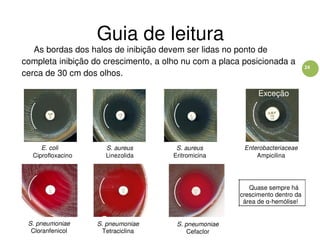24
Guia de leitura
As bordas dos halos de inibição devem ser lidas no ponto de
completa inibição do crescimento, a olho nu com a placa posicionada a
cerca de 30 cm dos olhos.
Exceção
E. coli S. aureus S. aureus Enterobacteriaceae
Ciprofloxacino Linezolida Eritromicina Ampicilina
Quase sempre há
crescimento dentro da
área de α-hemólise!
S. pneumoniae
Cloranfenicol
S. pneumoniae
Tetraciclina
S. pneumoniae
Cefaclor
 