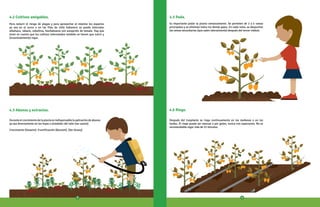 4.2 Cultivos amigables.
Para reducir el riesgo de plagas y para aprovechar al máximo los espacios
ya sea en el surco o en las filas de chile habanero se puede intercalar
albahaca, rábano, cebollina, hierbabuena con excepción de tomate. Hay que
tener en cuenta que los cultivos intercalados también se tienen que nutrir y
(ocasionalmente) regar.
Crecimiento (Huaxim). Fructificación (Bocashi). (Ver Anexo)
Después del trasplante se riega continuamente en las mañanas o en las
tardes. El riego puede ser manual o por goteo, nunca con aspersores. No es
recomendable regar más de 15 minutos.
4.6 Riego.
4.5 Poda.
Durante el crecimiento de la planta es indispensable la aplicación de abonos
ya sea directamente en las hojas o alrededor del tallo (ver anexo).
4.3 Abonos y extractos.
Es importante podar la planta semanalmente. Se permiten de 2 a 4 ramas
principales y se eliminan todos los demás gajos. En cada rama, se despuntan
las ramas secundarias (que salen lateralmente) después del tercer nódulo.
5 6
 
