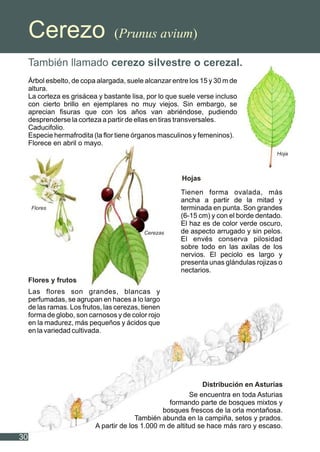 Cerezo (Prunus avium)
También llamado cerezo silvestre o cerezal.
Árbol esbelto, de copa alargada, suele alcanzar entre los 15 y 30 m de
altura.
La corteza es grisácea y bastante lisa, por lo que suele verse incluso
con cierto brillo en ejemplares no muy viejos. Sin embargo, se
aprecian fisuras que con los años van abriéndose, pudiendo
desprenderse la corteza a partir de ellas en tiras transversales.
Caducifolio.
Especie hermafrodita (la flor tiene órganos masculinos y femeninos).
Florece en abril o mayo.
Tienen forma ovalada, más
ancha a partir de la mitad y
terminada en punta. Son grandes
(6-15 cm) y con el borde dentado.
El haz es de color verde oscuro,
de aspecto arrugado y sin pelos.
El envés conserva pilosidad
sobre todo en las axilas de los
nervios. El peciolo es largo y
presenta unas glándulas rojizas o
nectarios.
Las flores son grandes, blancas y
perfumadas, se agrupan en haces a lo largo
de las ramas. Los frutos, las cerezas, tienen
forma de globo, son carnosos y de color rojo
en la madurez, más pequeños y ácidos que
en la variedad cultivada.
Se encuentra en toda Asturias
formando parte de bosques mixtos y
bosques frescos de la orla montañosa.
También abunda en la campiña, setos y prados.
A partir de los 1.000 m de altitud se hace más raro y escaso.
Hojas
Flores y frutos
Distribución en Asturias
30
Flores
Cerezas
Hoja
 