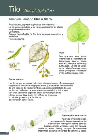 Tilo (Tilia platyphyllos)
También llamado tilar o tilero.
Árbol robusto, capaz de superar los 30 m de altura.
La corteza es grisácea y se va resquebrajando en placas
alargadas con los años.
Caducifolio.
Especie hermafrodita (la flor tiene órganos masculinos y
femeninos).
Florece en junio.
Son grandes, con forma
redondeada o acorazonada,
asimétricas, con el borde
aserrado y el ápice estrecho y
puntiagudo. El haz es verde
oscuro, el envés un poco más
pálido y con pelos, sobre todo
en las axilas de los nervios.
Las flores son pequeñas y olorosas, de color blanco y forman grupos
colgantes al final de un largo pedúnculo que brota del nervio central
de una especie de hojita membranosa alargada (bráctea) de color
verde claro. A finales de verano van madurando los frutos, que
son unas pequeñas cápsulas secas que albergan en su
interior las semillas. Junto con el fruto se encuentra
la bráctea, ya seca, que facilita su
diseminación por el viento.
Aparece en toda la región
aunque es más frecuente en el centro
y oriente del Principado. Forma parte de
bosques mixtos y frescos, junto con fresnos,
avellanos, arces, olmos y carbayos. También suele
encontrase disperso en bordes de caminos y setos.
Hojas
Flores y frutos
Distribución en Asturias
32
Flores
Bráctea
Bráctea
Frutos
Hoja
Hoja
 