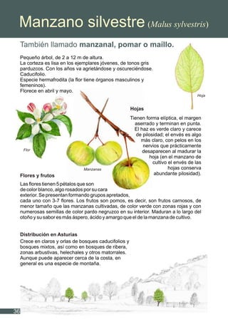Manzano silvestre (Malus sylvestris)
También llamado manzanal, pomar o maíllo.
Pequeño árbol, de 2 a 12 m de altura.
La corteza es lisa en los ejemplares jóvenes, de tonos gris
parduzcos. Con los años va agrietándose y oscureciéndose.
Caducifolio.
Especie hermafrodita (la flor tiene órganos masculinos y
femeninos).
Florece en abril y mayo.
Las flores tienen 5 pétalos que son
de color blanco, algo rosados por su cara
exterior. Se presentan formando grupos apretados,
cada uno con 3-7 flores. Los frutos son pomos, es decir, son frutos carnosos, de
menor tamaño que las manzanas cultivadas, de color verde con zonas rojas y con
numerosas semillas de color pardo negruzco en su interior. Maduran a lo largo del
otoño y su sabor es más áspero, ácido y amargo que el de la manzana de cultivo.
Crece en claros y orlas de bosques caducifolios y
bosques mixtos, así como en bosques de ribera,
zonas arbustivas, helechales y otros matorrales.
Aunque puede aparecer cerca de la costa, en
general es una especie de montaña.
Hojas
Flores y frutos
Distribución en Asturias
Tienen forma elíptica, el margen
aserrado y terminan en punta.
El haz es verde claro y carece
de pilosidad; el envés es algo
más claro, con pelos en los
nervios que prácticamente
desaparecen al madurar la
hoja (en el manzano de
cultivo el envés de las
hojas conserva
abundante pilosidad).
36
Flor
Manzanas
Hoja
 