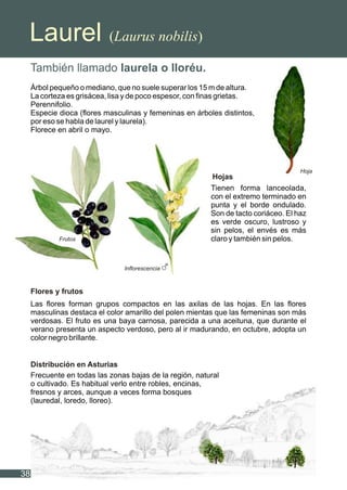 Laurel (Laurus nobilis)
También llamado laurela o lloréu.
Árbol pequeño o mediano, que no suele superar los 15 m de altura.
La corteza es grisácea, lisa y de poco espesor, con finas grietas.
Perennifolio.
Especie dioca (flores masculinas y femeninas en árboles distintos,
por eso se habla de laurel y laurela).
Florece en abril o mayo.
Tienen forma lanceolada,
con el extremo terminado en
punta y el borde ondulado.
Son de tacto coriáceo. El haz
es verde oscuro, lustroso y
sin pelos, el envés es más
claro y también sin pelos.
Las flores forman grupos compactos en las axilas de las hojas. En las flores
masculinas destaca el color amarillo del polen mientas que las femeninas son más
verdosas. El fruto es una baya carnosa, parecida a una aceituna, que durante el
verano presenta un aspecto verdoso, pero al ir madurando, en octubre, adopta un
color negro brillante.
Hojas
Flores y frutos
Frecuente en todas las zonas bajas de la región, natural
o cultivado. Es habitual verlo entre robles, encinas,
fresnos y arces, aunque a veces forma bosques
(lauredal, loredo, lloreo).
Distribución en Asturias
38
Frutos
Inflorescencia
Hoja
 