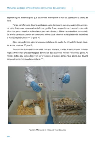 108
Manual de Cuidados e Procedimentos com Animais de Laboratório
esperar alguns instantes para que os animais investiguem a mão do operador e o cheiro da
luva.
Para a transferência de uma gaiola para outra, bem como para a pesagem dos animais,
os ratos devem ser manuseados de forma gentil e firme, suspendendo o animal com a mão
atrás das patas dianteiras e da cabeça, pelo meio do corpo. Não é recomendável o manuseio
do animal pela cauda, tendo em vista que o animal pode se tornar mais agressivo e intolerante
a manipulações futuras23,24
(Figura 7).
Já os camundongos são manuseados pela base da cauda. Se o trajeto for longo, deve-
se apoiar o animal (Figura 8).
Em caso de transferência de mãe com sua ninhada, a mãe é removida em primeiro
lugar, a fim de não provocar reações defensivas dela quando o ninho é retirado da gaiola. O
ninho e todo o seu conteúdo devem ser levantados e levados para a nova gaiola, que deverá
ser gentilmente recolocada na estante23,25
.
Figura 7. Manuseio de rato para troca de gaiola
 