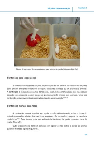 109
Capítulo 6Seção de Experimentação
Figura 8. Manuseio de camundongos para a troca de gaiola (linhagem BALB/c)
Contenção para inoculações
A contenção caracteriza-se pela imobilização de um animal por inteiro ou de parte
dele, em um ambiente confortável e seguro, utilizando as mãos ou um dispositivo artificial.
A contenção é realizada no animal consciente, submetido a manipulação que não requer
sedação ou anestesia, porém exige um posicionamento preciso dos animais. Uma boa
contenção evita movimentos inesperados durante a manipulação19,20,25
.
Contenção manual para ratos
A contenção manual consiste em apoiar a mão delicadamente sobre o dorso do
animal e envolvê-la abaixo dos membros anteriores. Se necessário, segurar os membros
posteriores19,26
. Essa técnica pode ser realizada tanto dentro da gaiola como em cima da
grade (Figura 9).
Outro procedimento também consiste em apoiar a mão sobre o dorso do animal
puxando-lhe toda a pele (Figura 10).
 