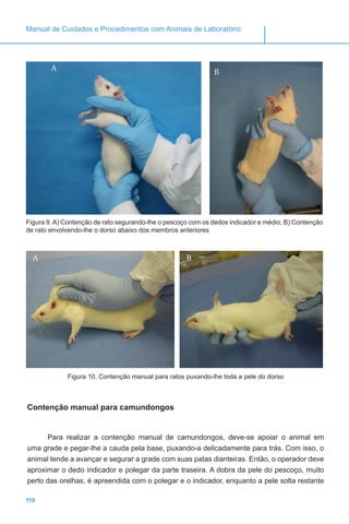 110
Manual de Cuidados e Procedimentos com Animais de Laboratório
Figura 9. A) Contenção de rato segurando-lhe o pescoço com os dedos indicador e médio; B) Contenção
de rato envolvendo-lhe o dorso abaixo dos membros anteriores
A B
Figura 10. Contenção manual para ratos puxando-lhe toda a pele do dorso
Contenção manual para camundongos
Para realizar a contenção manual de camundongos, deve-se apoiar o animal em
uma grade e pegar-lhe a cauda pela base, puxando-a delicadamente para trás. Com isso, o
animal tende a avançar e segurar a grade com suas patas dianteiras. Então, o operador deve
aproximar o dedo indicador e polegar da parte traseira. A dobra da pele do pescoço, muito
perto das orelhas, é apreendida com o polegar e o indicador, enquanto a pele solta restante
A B
 