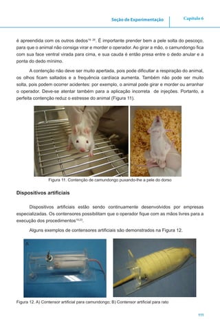 111
Capítulo 6Seção de Experimentação
é apreendida com os outros dedos19, 26
. É importante prender bem a pele solta do pescoço,
para que o animal não consiga virar e morder o operador. Ao girar a mão, o camundongo fica
com sua face ventral virada para cima, e sua cauda é então presa entre o dedo anular e a
ponta do dedo mínimo.
A contenção não deve ser muito apertada, pois pode dificultar a respiração do animal,
os olhos ficam saltados e a frequência cardíaca aumenta. Também não pode ser muito
solta, pois podem ocorrer acidentes: por exemplo, o animal pode girar e morder ou arranhar
o operador. Deve-se atentar também para a aplicação incorreta de injeções. Portanto, a
perfeita contenção reduz o estresse do animal (Figura 11).
Figura 11. Contenção de camundongo puxando-lhe a pele do dorso
Dispositivos artificiais
Dispositivos artificiais estão sendo continuamente desenvolvidos por empresas
especializadas. Os contensores possibilitam que o operador fique com as mãos livres para a
execução dos procedimentos19,23
.
Alguns exemplos de contensores artificiais são demonstrados na Figura 12.
Figura 12. A) Contensor artificial para camundongo; B) Contensor artificial para rato
A
 