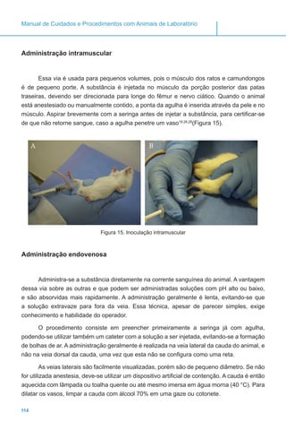 114
Manual de Cuidados e Procedimentos com Animais de Laboratório
Administração intramuscular
Essa via é usada para pequenos volumes, pois o músculo dos ratos e camundongos
é de pequeno porte. A substância é injetada no músculo da porção posterior das patas
traseiras, devendo ser direcionada para longe do fêmur e nervo ciático. Quando o animal
está anestesiado ou manualmente contido, a ponta da agulha é inserida através da pele e no
músculo. Aspirar brevemente com a seringa antes de injetar a substância, para certificar-se
de que não retorne sangue, caso a agulha penetre um vaso19,26,28
(Figura 15).
Figura 15. Inoculação intramuscular
Administração endovenosa
Administra-se a substância diretamente na corrente sanguínea do animal. A vantagem
dessa via sobre as outras e que podem ser administradas soluções com pH alto ou baixo,
e são absorvidas mais rapidamente. A administração geralmente é lenta, evitando-se que
a solução extravaze para fora da veia. Essa técnica, apesar de parecer simples, exige
conhecimento e habilidade do operador.
O procedimento consiste em preencher primeiramente a seringa já com agulha,
podendo-se utilizar também um cateter com a solução a ser injetada, evitando-se a formação
de bolhas de ar. A administração geralmente é realizada na veia lateral da cauda do animal, e
não na veia dorsal da cauda, uma vez que esta não se configura como uma reta.
As veias laterais são facilmente visualizadas, porém são de pequeno diâmetro. Se não
for utilizada anestesia, deve-se utilizar um dispositivo artificial de contenção. A cauda é então
aquecida com lâmpada ou toalha quente ou até mesmo imersa em água morna (40 °C). Para
dilatar os vasos, limpar a cauda com álcool 70% em uma gaze ou cotonete.
A B
 