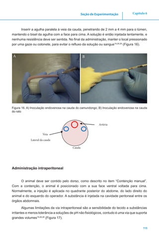 115
Capítulo 6Seção de Experimentação
Inserir a agulha paralela à veia da cauda, penetrando de 2 mm a 4 mm para o lúmen,
mantendo o bisel da agulha com a face para cima. A solução é então injetada lentamente, e
nenhuma resistência deve ser sentida. No final da administração, manter o local pressionado
por uma gaze ou cotonete, para evitar o refluxo da solução ou sangue19,26,28
(Figura 16).
Figura 16. A) Inoculação endovenosa na cauda do camundongo; B) Inoculação endovenosa na cauda
do rato
Administração intraperitoneal
O animal deve ser contido pelo dorso, como descrito no item “Contenção manual”.
Com a contenção, o animal é posicionado com a sua face ventral voltada para cima.
Normalmente, a injeção é aplicada no quadrante posterior do abdome, do lado direito do
animal e do esquerdo do operador. A substância é injetada na cavidade peritoneal entre os
órgãos abdomnais.
Algumas limitações da via intraperitoneal são a sensibilidade do tecido a substâncias
irritantes e menos tolerância a soluções de pH não fisiológicos, contudo é uma via que suporta
grandes volumes19,26,28
(Figura 17).
A B
Artéria
Cauda
Veia
Lateral da cauda
 