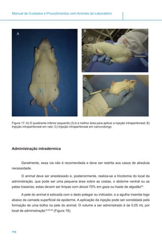 116
Manual de Cuidados e Procedimentos com Animais de Laboratório
Figura 17. A) O quadrante inferior esquerdo (3) é a melhor área para aplicar a injeção intraperitoneal; B)
Injeção intraperitoneal em rato; C) Injeção intraperitoneal em camundongo
Administração intradérmica
Geralmente, essa via não é recomendada e deve ser restrita aos casos de absoluta
necessidade.
O animal deve ser anestesiado e, posteriormente, realiza-se a tricotomia do local da
administração, que pode ser uma pequena área sobre as costas, o abdome ventral ou as
patas traseiras; estas devem ser limpas com álcool 70% em gaze ou haste de algodão29
.
A pele do animal é esticada com o dedo polegar ou indicador, e a agulha inserida logo
abaixo da camada superficial da epiderme. A aplicação da injeção pode ser constatada pela
formação de uma bolha na pele do animal. O volume a ser administrado é de 0,05 mL por
local de administração19,26,28
(Figura 18).
A
B
C
1 2
3 4
 