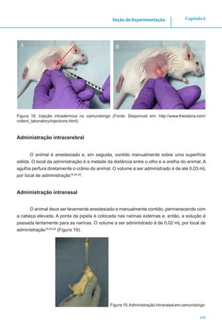117
Capítulo 6Seção de Experimentação
Figura 18. Injeção intradérmica no camundongo (Fonte: Disponível em: http://www.theodora.com/
rodent_laboratory/injections.html)
Administração intracerebral
O animal é anestesiado e, em seguida, contido manualmente sobre uma superfície
sólida. O local da administração é a metade da distância entre o olho e a orelha do animal. A
agulha perfura diretamente o crânio do animal. O volume a ser administrado é de até 0,03 mL
por local de administração19,26,28
.
Administração intranasal
O animal deve ser levemente anestesiado e manualmente contido, permanecendo com
a cabeça elevada. A ponta da pipeta é colocada nas narinas externas e, então, a solução é
passada lentamente para as narinas. O volume a ser administrado é de 0,02 mL por local de
administração19,26,28
(Figura 19).
A B
Figura 19.Administração intranasal em camundongo
 
