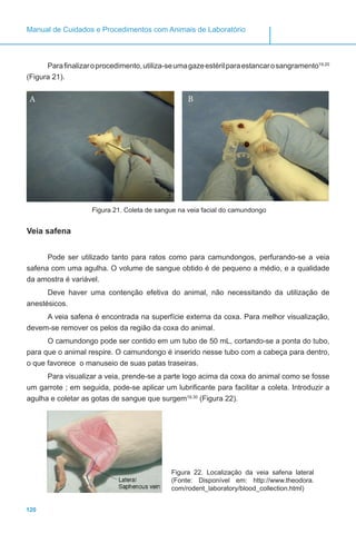 120
Manual de Cuidados e Procedimentos com Animais de Laboratório
Parafinalizaroprocedimento,utiliza-seumagazeestérilparaestancarosangramento19,20
(Figura 21).
A B
Figura 21. Coleta de sangue na veia facial do camundongo
Veia safena
Pode ser utilizado tanto para ratos como para camundongos, perfurando-se a veia
safena com uma agulha. O volume de sangue obtido é de pequeno a médio, e a qualidade
da amostra é variável.
Deve haver uma contenção efetiva do animal, não necessitando da utilização de
anestésicos.
A veia safena é encontrada na superfície externa da coxa. Para melhor visualização,
devem-se remover os pelos da região da coxa do animal.
O camundongo pode ser contido em um tubo de 50 mL, cortando-se a ponta do tubo,
para que o animal respire. O camundongo é inserido nesse tubo com a cabeça para dentro,
o que favorece o manuseio de suas patas traseiras.
Para visualizar a veia, prende-se a parte logo acima da coxa do animal como se fosse
um garrote ; em seguida, pode-se aplicar um lubrificante para facilitar a coleta. Introduzir a
agulha e coletar as gotas de sangue que surgem19,30
(Figura 22).
Figura 22. Localização da veia safena lateral
(Fonte: Disponível em: http://www.theodora.
com/rodent_laboratory/blood_collection.html)
 
