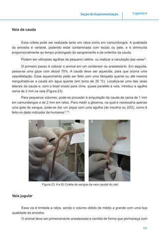 121
Capítulo 6Seção de Experimentação
Veia da cauda
Essa coleta pode ser realizada tanto em ratos como em camundongos. A qualidade
da amostra é variável, podendo estar contaminada com tecido ou pele, e é diminuída
proporcionalmente ao tempo prolongado do sangramento e da ordenha da cauda.
Podem ser utilizadas agulhas de pequeno calibre ou realizar a canulação das veias31
.
O primeiro passo é colocar o animal em um contensor ou anestesiá-lo. Em seguida,
passa-se uma gaze com álcool 70%. A cauda deve ser aquecida, para que ocorra uma
vasodilatação. Esse aquecimento pode ser feito com uma lâmpada quente ou até mesmo
mergulhado-se a cauda em água quente (em torno de 35 °C). Localiza-se uma das veias
laterais da cauda e, com o bisel virado para cima, quase paralelo à veia, introduz a agulha
cerca de 2 mm na veia (Figura 23).
Para pequenos volumes, pode-se proceder à amputação da cauda de cerca de 1 mm
em camundongos e de 2 mm em ratos. Para medir a glicemia, na qual é necessária apenas
uma gota de sangue, pode-se dar um pique com uma agulha (de insulina ou 22G), como é
feito no dedo indicador de humanos17,19
.
A B
Figura 23. A e B) Coleta de sangue da veia caudal do rato
Veia jugular
Essa via é limitada a ratos, sendo o volume obtido de médio a grande com uma boa
qualidade da amostra.
O animal deve ser primeiramente anestesiado e contido de forma que permaneça com
 