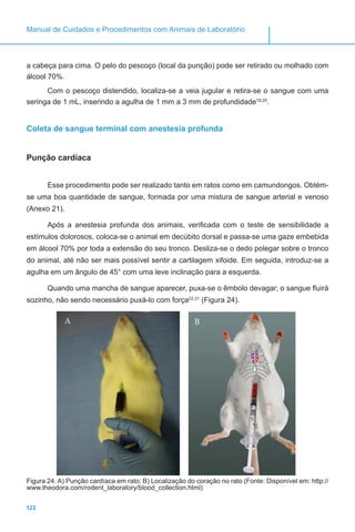 122
Manual de Cuidados e Procedimentos com Animais de Laboratório
a cabeça para cima. O pelo do pescoço (local da punção) pode ser retirado ou molhado com
álcool 70%.
Com o pescoço distendido, localiza-se a veia jugular e retira-se o sangue com uma
seringa de 1 mL, inserindo a agulha de 1 mm a 3 mm de profundidade19,20
.
Coleta de sangue terminal com anestesia profunda
Punção cardíaca
Esse procedimento pode ser realizado tanto em ratos como em camundongos. Obtém-
se uma boa quantidade de sangue, formada por uma mistura de sangue arterial e venoso
(Anexo 21).
Após a anestesia profunda dos animais, verificada com o teste de sensibilidade a
estímulos dolorosos, coloca-se o animal em decúbito dorsal e passa-se uma gaze embebida
em álcool 70% por toda a extensão do seu tronco. Desliza-se o dedo polegar sobre o tronco
do animal, até não ser mais possível sentir a cartilagem xifoide. Em seguida, introduz-se a
agulha em um ângulo de 45° com uma leve inclinação para a esquerda.
Quando uma mancha de sangue aparecer, puxa-se o êmbolo devagar; o sangue fluirá
sozinho, não sendo necessário puxá-lo com força22,31
(Figura 24).
A B
Figura 24. A) Punção cardíaca em rato; B) Localização do coração no rato (Fonte: Disponível em: http://
www.theodora.com/rodent_laboratory/blood_collection.html)
 