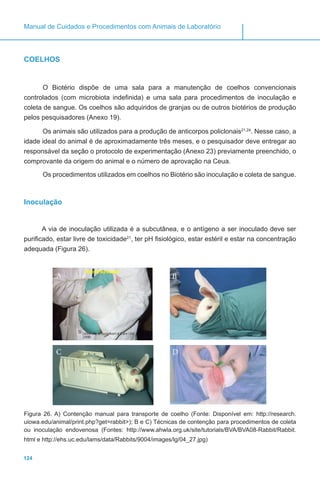 124
Manual de Cuidados e Procedimentos com Animais de Laboratório
COELHOS
O Biotério dispõe de uma sala para a manutenção de coelhos convencionais
controlados (com microbiota indefinida) e uma sala para procedimentos de inoculação e
coleta de sangue. Os coelhos são adquiridos de granjas ou de outros biotérios de produção
pelos pesquisadores (Anexo 19).
Os animais são utilizados para a produção de anticorpos policlonais21,24
. Nesse caso, a
idade ideal do animal é de aproximadamente três meses, e o pesquisador deve entregar ao
responsável da seção o protocolo de experimentação (Anexo 23) previamente preenchido, o
comprovante da origem do animal e o número de aprovação na Ceua.
Os procedimentos utilizados em coelhos no Biotério são inoculação e coleta de sangue.
Inoculação
A via de inoculação utilizada é a subcutânea, e o antígeno a ser inoculado deve ser
purificado, estar livre de toxicidade21
, ter pH fisiológico, estar estéril e estar na concentração
adequada (Figura 26).
A B
C D
Figura 26. A) Contenção manual para transporte de coelho (Fonte: Disponível em: http://research.
uiowa.edu/animal/print.php?get=rabbit>); B e C) Técnicas de contenção para procedimentos de coleta
ou inoculação endovenosa (Fontes: http://www.ahwla.org.uk/site/tutorials/BVA/BVA08-Rabbit/Rabbit.
html e http://ehs.uc.edu/lams/data/Rabbits/9004/images/lg/04_27.jpg)
 