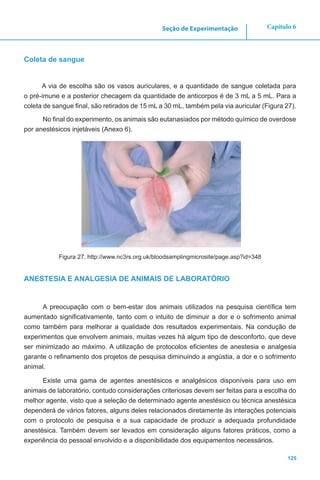 125
Capítulo 6Seção de Experimentação
Coleta de sangue
A via de escolha são os vasos auriculares, e a quantidade de sangue coletada para
o pré-imune e a posterior checagem da quantidade de anticorpos é de 3 mL a 5 mL. Para a
coleta de sangue final, são retirados de 15 mL a 30 mL, também pela via auricular (Figura 27).
No final do experimento, os animais são eutanasiados por método químico de overdose
por anestésicos injetáveis (Anexo 6).
Figura 27. http://www.nc3rs.org.uk/bloodsamplingmicrosite/page.asp?id=348
ANESTESIA E ANALGESIA DE ANIMAIS DE LABORATÓRIO
A preocupação com o bem-estar dos animais utilizados na pesquisa científica tem
aumentado significativamente, tanto com o intuito de diminuir a dor e o sofrimento animal
como também para melhorar a qualidade dos resultados experimentais. Na condução de
experimentos que envolvem animais, muitas vezes há algum tipo de desconforto, que deve
ser minimizado ao máximo. A utilização de protocolos eficientes de anestesia e analgesia
garante o refinamento dos projetos de pesquisa diminuindo a angústia, a dor e o sofrimento
animal.
Existe uma gama de agentes anestésicos e analgésicos disponíveis para uso em
animais de laboratório, contudo considerações criteriosas devem ser feitas para a escolha do
melhor agente, visto que a seleção de determinado agente anestésico ou técnica anestésica
dependerá de vários fatores, alguns deles relacionados diretamente às interações potenciais
com o protocolo de pesquisa e a sua capacidade de produzir a adequada profundidade
anestésica. Também devem ser levados em consideração alguns fatores práticos, como a
experiência do pessoal envolvido e a disponibilidade dos equipamentos necessários.
 