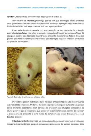 21
Capítulo 3Comportamento e Enriquecimento para Ratos e Camundongos
vomitar4,9
, facilitando os procedimentos de gavagem (Capítulo 6).
Têm o hábito de limpeza (grooming), que faz com que a secreção oleosa produzida
pelas glândulas da pele seja distribuída pelo corpo, mantendo a pelagem limpa e com brilho4
.
A falta desse hábito indica que o animal está com algum problema15
.
A cromodacriorreia é causada por uma secreção de um pigmento de coloração
avermelhada (porfirina) nos olhos e no nariz, indicando sofrimento ou estresse (Figura 4).
Esta pode ocorrer pela liberação da amônia no ambiente decorrente da falta de troca das
gaiolas, pela falta da ventilação ambiental ou pela liberação de gases irritantes produzidos
por produtos de limpeza4
.
Figura 4. Secreção de porfirina nos olhos de ratos
Os roedores gostam de brincar e é por meio das brincadeiras que vão desenvolvendo
sua maturidade emocional. Portanto, deve ser proporcionado espaço suficiente nas gaiolas
para o animal se esconder ou lutar, para que se preparem para situações estressantes do
futuro. É com os pais e congêneres que aprendem os comportamentos normais da espécie2
.
O enriquecimento ambiental é uma forma de contribuir para essas brincadeiras e será
discutido a seguir.
O barbeamento (barbearing) é um comportamento dominante observado em algumas
linhagens de camundongos que pode ser causado por excesso de animais na gaiola, idade
 