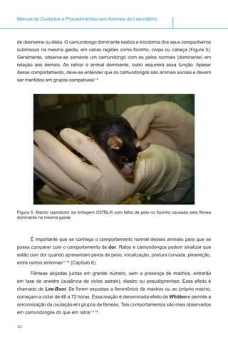 22
Manual de Cuidados e Procedimentos com Animais de Laboratório
de desmame ou dieta. O camundongo dominante realiza a tricotomia dos seus companheiros
submissos na mesma gaiola, em várias regiões como focinho, corpo ou cabeça (Figura 5).
Geralmente, observa-se somente um camundongo com os pelos normais (dominante) em
relação aos demais. Ao retirar o animal dominante, outro assumirá essa função. Apesar
desse comportamento, deve-se entender que os camundongos são animais sociais e devem
ser mantidos em grupos compatíveis1,4 .
Figura 5. Macho reprodutor da linhagem C57BL/6 com falha de pelo no focinho causada pela fêmea
dominante na mesma gaiola
É importante que se conheça o comportamento normal desses animais para que se
possa comparar com o comportamento de dor. Ratos e camundongos podem sinalizar que
estão com dor quando apresentam perda de peso, vocalização, postura curvada, piloereção,
entre outros sintomas17,18
(Capítulo 6).
Fêmeas alojadas juntas em grande número, sem a presença de machos, entrarão
em fase de anestro (ausência de ciclos estrais), diestro ou pseudoprenhez. Esse efeito é
chamado de Lee-Boot. Se forem expostas a feromônios de machos ou ao próprio macho,
começam a ciclar de 48 a 72 horas. Essa reação é denominada efeito de Whitten e permite a
sincronização da ovulação em grupos de fêmeas. Tais comportamentos são mais observados
em camundongos do que em ratos1,4,19
.
 