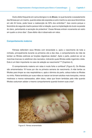 23
Capítulo 3Comportamento e Enriquecimento para Ratos e Camundongos
Outro efeito frequente em camundongos é o de Bruce, no qual durante o acasalamento
das fêmeas por um macho, quando estas são expostas a outro macho ou aos seus feromônios
em até 24 horas, pode haver a reabsorção de 50% dos embriões19
. Isso ocorre porque o
feromônio do segundo macho parece inibir a nidação, que é a implantação do óvulo na parede
do útero, perturbando a secreção de prolactina4
. Essas fêmeas entram novamente em estro
em quatro a cinco dias1
. Esse efeito não é observado em ratos.
Comportamento materno
Fêmeas defendem seus filhotes com tenacidade e, após o nascimento de toda a
ninhada, principalmente durante os primeiros oito a dez dias, o comportamento da mãe de
lamber os filhotes estimula as funções digestivas destes4
. Após o parto, podem-se ver as
manchas brancas no abdômen dos neonatos, indicando quais filhotes estão ingerindo o leite.
Este é um fator importante no caso de seleção ao nascimento19,20
(Capítulo 4).
O comportamento materno em ratas é muito forte e confiável3
(Figura 6). Os filhotes
são amamentados 18 horas por dia na primeira semana de nascimento. A mãe lambe os
filhotes para limpar as vias respiratórias e, após o término do parto, coloca todos os filhotes
no ninho. Ratos lambidos por suas mães ao nascer se tornam adultos mais tranquilos, menos
medrosos e menos estressados; além disso, ratas que foram lambidas pela mãe quando
filhotes costumam adotar o mesmo comportamento quando tiverem suas crias8
.
Figura 6. Fêmea amamentado
 