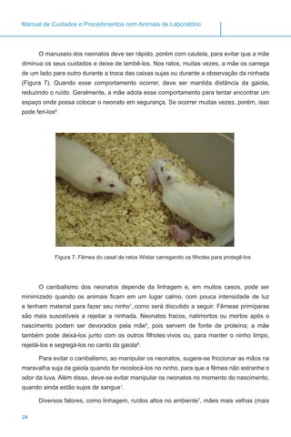 24
Manual de Cuidados e Procedimentos com Animais de Laboratório
O manuseio dos neonatos deve ser rápido, porém com cautela, para evitar que a mãe
diminua os seus cuidados e deixe de lambê-los. Nos ratos, muitas vezes, a mãe os carrega
de um lado para outro durante a troca das caixas sujas ou durante a observação da ninhada
(Figura 7). Quando esse comportamento ocorrer, deve ser mantida distância da gaiola,
reduzindo o ruído. Geralmente, a mãe adota esse comportamento para tentar encontrar um
espaço onde possa colocar o neonato em segurança. Se ocorrer muitas vezes, porém, isso
pode feri-los8
.
Figura 7. Fêmea do casal de ratos Wistar carregando os filhotes para protegê-los
O canibalismo dos neonatos depende da linhagem e, em muitos casos, pode ser
minimizado quando os animais ficam em um lugar calmo, com pouca intensidade de luz
e tenham material para fazer seu ninho1
, como será discutido a seguir. Fêmeas primíparas
são mais suscetíveis a rejeitar a ninhada. Neonatos fracos, natimortos ou mortos após o
nascimento podem ser devorados pela mãe3
, pois servem de fonte de proteína; a mãe
também pode deixá-los junto com os outros filhotes vivos ou, para manter o ninho limpo,
rejeitá-los e segregá-los no canto da gaiola8
.
Para evitar o canibalismo, ao manipular os neonatos, sugere-se friccionar as mãos na
maravalha suja da gaiola quando for recolocá-los no ninho, para que a fêmea não estranhe o
odor da luva. Além disso, deve-se evitar manipular os neonatos no momento do nascimento,
quando ainda estão sujos de sangue1
.
Diversos fatores, como linhagem, ruídos altos no ambiente7
, mães mais velhas (mais
 