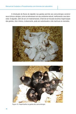 32
Manual de Cuidados e Procedimentos com Animais de Laboratório
A introdução de flocos de algodão nas gaiolas permite aos camundongos construir
seus ninhos e abrigos, como se estivessem em seu ambiente natural, melhorando o seu bem-
estar. O algodão, além de ser um material barato, é fácil de ser trocado durante a higienização
das gaiolas, não é tóxico, é absorvente, pode ser autoclavado e não machuca os neonatos.
Figura 10. Papel-toalha na gaiola dos camundongos
 