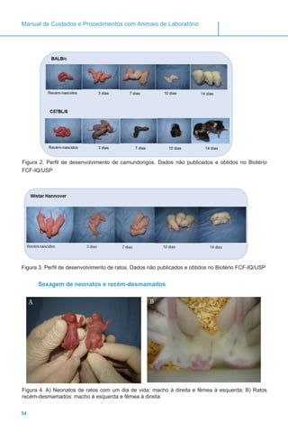 54
Manual de Cuidados e Procedimentos com Animais de Laboratório
Figura 2. Perfil de desenvolvimento de camundongos. Dados não publicados e obtidos no Biotério
FCF-IQ/USP
Figura 3. Perfil de desenvolvimento de ratos. Dados não publicados e obtidos no Biotério FCF-IQ/USP
Sexagem de neonatos e recém-desmamados
A B
Figura 4. A) Neonatos de ratos com um dia de vida: macho à direita e fêmea à esquerda; B) Ratos
recém-desmamados: macho à esquerda e fêmea à direita
 