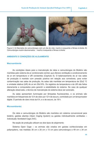 55
Capítulo 4Seção de Produção de Animais Specified Pathogen Free (SPF)
Figura 5. A) Neonatos de camundongos com um dia de vida: macho à esquerda e fêmea à direita; B)
Camundongos recém-desmamados. : macho à esquerda e fêmea à direita
AMBIENTE E CONDIÇÕES DE ALOJAMENTO
Macroambiente
As condições ideais para a manutenção de ratos e camundongos do Biotério são
mantidas pelo sistema de ar condicionado central, que oferece ventilação e condicionamento
do ar em temperatura e UR constantes (Capítulo 5). O balanceamento do ar nas salas
de produção é mantido com pressão positiva em relação aos corredores, para evitar
contaminação nas salas de produção. As salas são mantidas em temperatura de 22±2 °C
e umidade relativa (UR) do ar em 50±10%. Os registros da temperatura e da UR são feitos
diariamente e computados para garantir a estabilidade do sistema. No caso de qualquer
alteração observada, o técnico de manutenção do sistema deve ser acionado.
As salas apresentam iluminação por lâmpadas fluorescentes, e os animais são
mantidos em fotoperíodo de 12 h de claro por 12 h de escuro, controlado por um temporizador
digital. O período de claro inicia às 6 h, e o de escuro, às 18 h.
Microambiente)
Os ratos e camundongos do Biotério são mantidos em sistema convencional para
biotério, gaiolas abertas (Open Caging System) ou gaiolas individualmente ventiladas –
Individually Ventilated Cage (IVC).
Na seção de produção utilizam-se dois tipos de alojamento:
Sistema Open Cage – os animais são criados em gaiolas confeccionadas em
polipropileno, nas medidas 30 cm x 20 cm x 13 cm para camundongos e 49 cm x 34 cm
A B
 