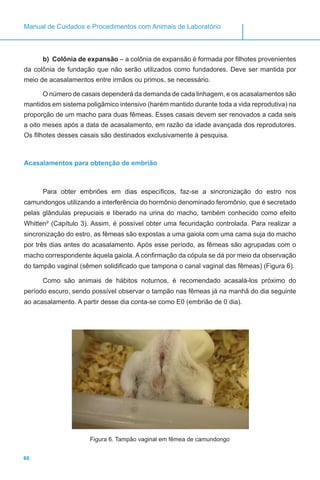 60
Manual de Cuidados e Procedimentos com Animais de Laboratório
b)	 Colônia de expansão – a colônia de expansão é formada por filhotes provenientes
da colônia de fundação que não serão utilizados como fundadores. Deve ser mantida por
meio de acasalamentos entre irmãos ou primos, se necessário.
O número de casais dependerá da demanda de cada linhagem, e os acasalamentos são
mantidos em sistema poligâmico intensivo (harém mantido durante toda a vida reprodutiva) na
proporção de um macho para duas fêmeas. Esses casais devem ser renovados a cada seis
a oito meses após a data de acasalamento, em razão da idade avançada dos reprodutores.
Os filhotes desses casais são destinados exclusivamente à pesquisa.
Acasalamentos para obtenção de embrião
Para obter embriões em dias específicos, faz-se a sincronização do estro nos
camundongos utilizando a interferência do hormônio denominado feromônio, que é secretado
pelas glândulas prepuciais e liberado na urina do macho, também conhecido como efeito
Whitten9
(Capítulo 3). Assim, é possível obter uma fecundação controlada. Para realizar a
sincronização do estro, as fêmeas são expostas a uma gaiola com uma cama suja do macho
por três dias antes do acasalamento. Após esse período, as fêmeas são agrupadas com o
macho correspondente àquela gaiola. A confirmação da cópula se dá por meio da observação
do tampão vaginal (sêmen solidificado que tampona o canal vaginal das fêmeas) (Figura 6).
Como são animais de hábitos noturnos, é recomendado acasalá-los próximo do
período escuro, sendo possível observar o tampão nas fêmeas já na manhã do dia seguinte
ao acasalamento. A partir desse dia conta-se como E0 (embrião de 0 dia).
Figura 6. Tampão vaginal em fêmea de camundongo
 