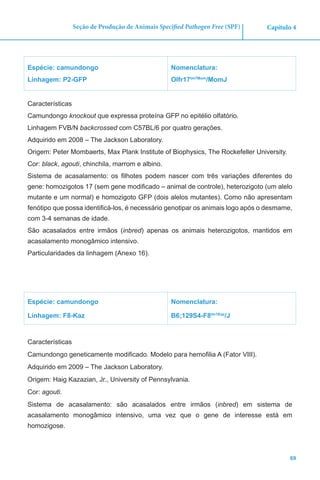 69
Capítulo 4Seção de Produção de Animais Specified Pathogen Free (SPF)
Espécie: camundongo
Linhagem: P2-GFP
Nomenclatura:
Olfr17tm7Mom
/MomJ
Características
Camundongo knockout que expressa proteína GFP no epitélio olfatório.
Linhagem FVB/N backcrossed com C57BL/6 por quatro gerações.
Adquirido em 2008 – The Jackson Laboratory.
Origem: Peter Mombaerts, Max Plank Institute of Biophysics, The Rockefeller University.
Cor: black, agouti, chinchila, marrom e albino.
Sistema de acasalamento: os filhotes podem nascer com três variações diferentes do
gene: homozigotos 17 (sem gene modificado – animal de controle), heterozigoto (um alelo
mutante e um normal) e homozigoto GFP (dois alelos mutantes). Como não apresentam
fenótipo que possa identificá-los, é necessário genotipar os animais logo após o desmame,
com 3-4 semanas de idade.
São acasalados entre irmãos (inbred) apenas os animais heterozigotos, mantidos em
acasalamento monogâmico intensivo.
Particularidades da linhagem (Anexo 16).
Espécie: camundongo
Linhagem: F8-Kaz
Nomenclatura:
B6;129S4-F8tm1Kaz
/J
Características
Camundongo geneticamente modificado. Modelo para hemofilia A (Fator VIII).
Adquirido em 2009 – The Jackson Laboratory.
Origem: Haig Kazazian, Jr., University of Pennsylvania.
Cor: agouti.
Sistema de acasalamento: são acasalados entre irmãos (inbred) em sistema de
acasalamento monogâmico intensivo, uma vez que o gene de interesse está em
homozigose.
 