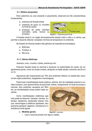 Manual do Atendimento Pré-Hospitalar – SIATE /CBPR
5.1. Ofídios (serpentes)
Para sabermos se uma serpente é peçonhenta, observam-se três características
fundamentais:
● presença de fosseta loreal;
● presença de guizo ou chocalho
no final da cauda;
● presença de anéis coloridos
(vermelho, preto, branco ou
amarelo).
A fosseta loreal é um órgão termossensorial situado entre o olho e a narina, que
permite à serpente detectar variações mínimas de temperatura no ambiente.
No Estado do Paraná existem três gêneros de importância toxicológica:
● Bothrops;
● Crotalus; e
● Micrurus.
5.1.1. Gênero Bothrops
Jararaca, urutu, cruzeira, cotiara, jararacuçu etc.
Possuem fosseta loreal ou lacrimal e escamas na extremidade da cauda; de cor
geralmente parda, vivem em locais úmidos, atingindo na idade adulta o tamanho de 40 cm
a 2 m.
Agressivas são responsáveis por 70% dos acidentes ofídicos no estado.Seu vene-
no tem ação proteolítica, coagulante e hemoragicas.
Pode haver manifestações locais (edema, eritema, dor) de instalação precoce e ca-
ráter evolutivo, com aparecimento de equimose, bolhas, sangramento no local da picada e
necrose. Nos acidentes causados por filho-
tes, as manifestações locais podem estar au-
sentes.
Como manifestações sistêmicas (ge-
rais) pode-se observar: náuseas, vômitos, su-
dorese, hipotermia, hipotensão arterial, cho-
que, hemorragias a distância (epistaxes, san-
gramento gengival, digestivo, hematúria) e in-
suficiência renal aguda.
● Medidas gerais:
○ Lave o local da picada com água e sabão;
- 301 -
Fig 23.1 – Serpente peçonhenta.
Fig 23.2 – Jararaca.
 